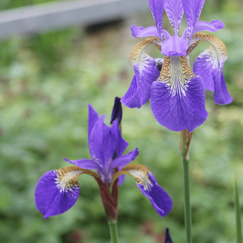 Iris Sibirica Siberian Flag