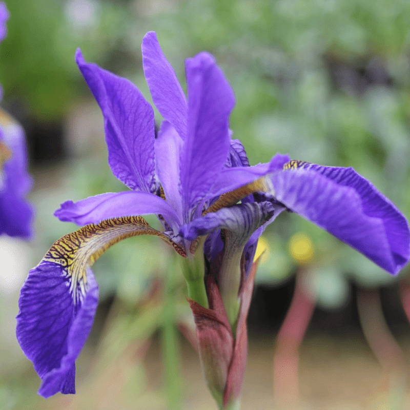 Iris Sibirica Siberian Flag