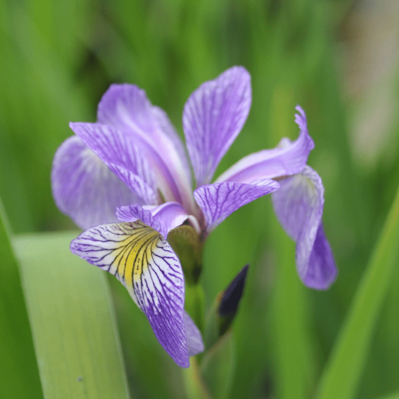 Iris Sibirica Siberian Flag