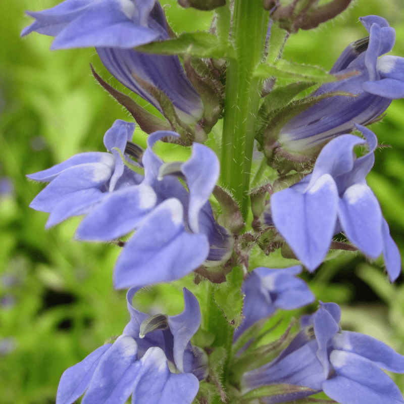 Lobelia Siphilitica Great Blue Lobelia