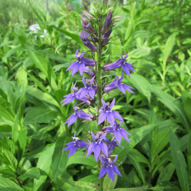 Lobelia Siphilitica Great Blue Lobelia