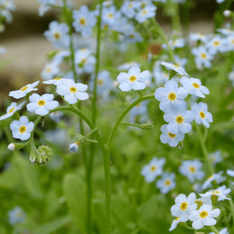 Myosotis Scorpioides Water Forget Me Not