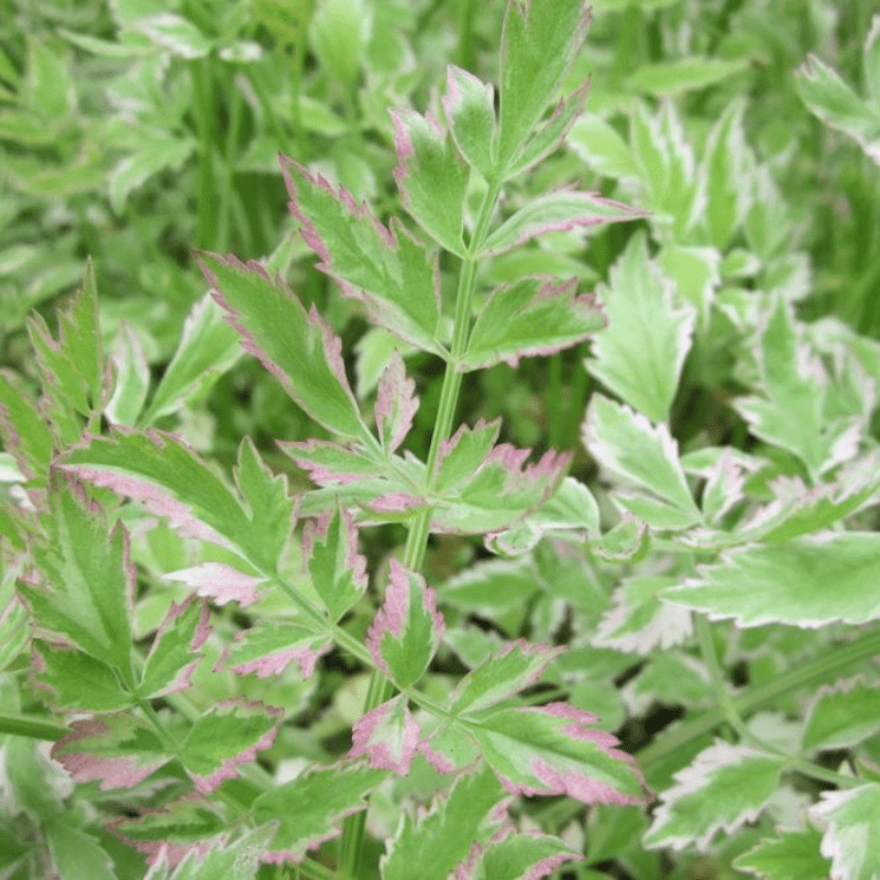 Oenanthe Javanica Flamingo Variegated Water Dropwort