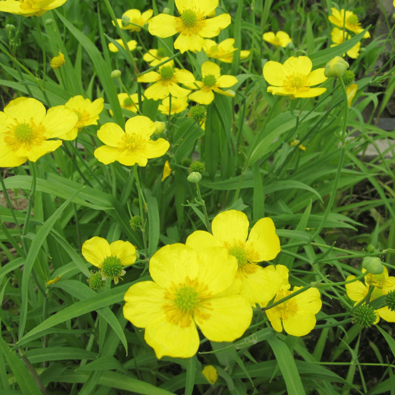 Ranunculus Flammula Lesser Spearwort