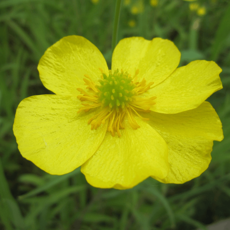 Ranunculus Flammula Lesser Spearwort