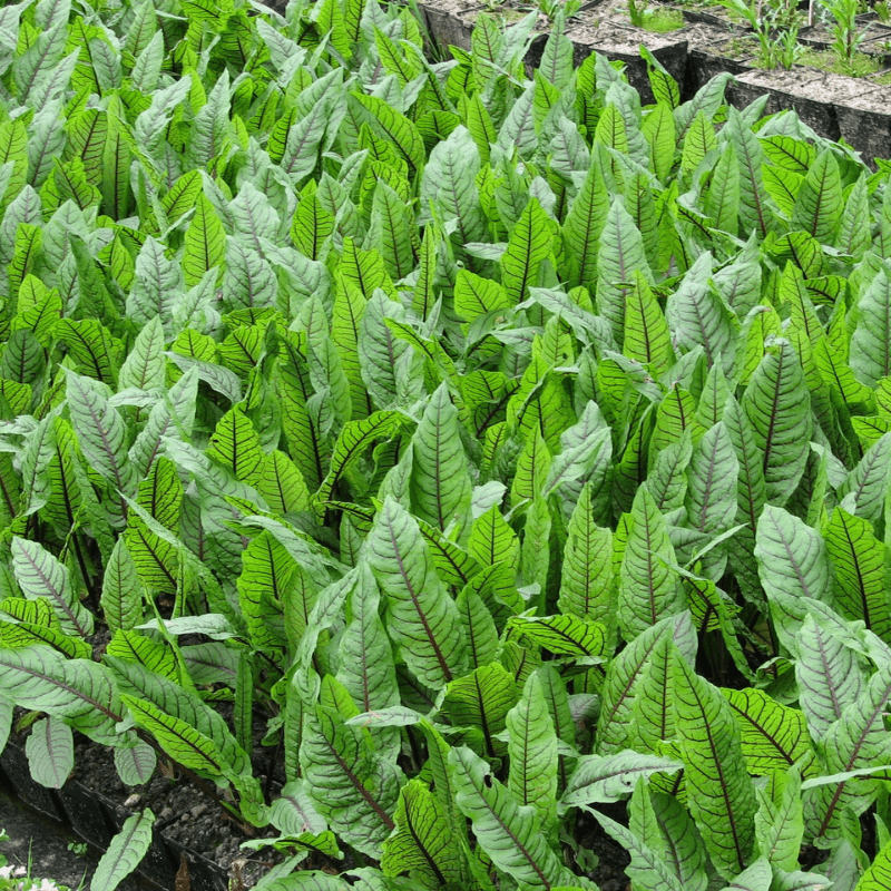 Rumex Sanguineus Bloodwort