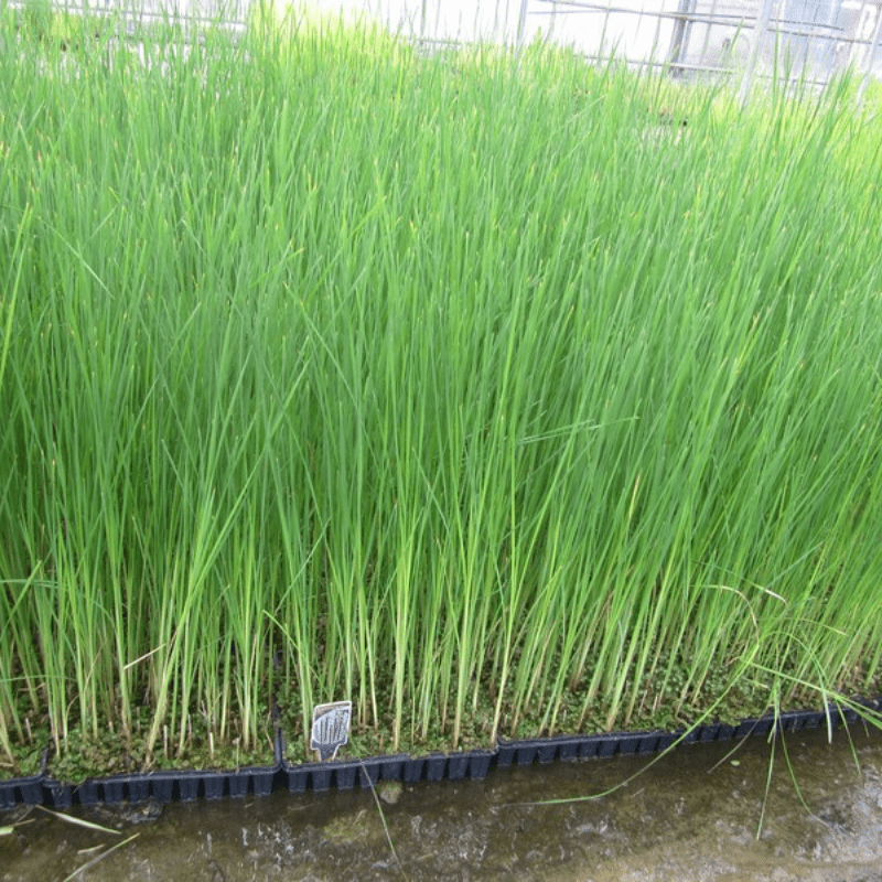 Typha Angustifolia Lesser Bulrush