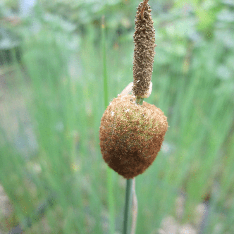 Typha Minima Miniature Bulrush