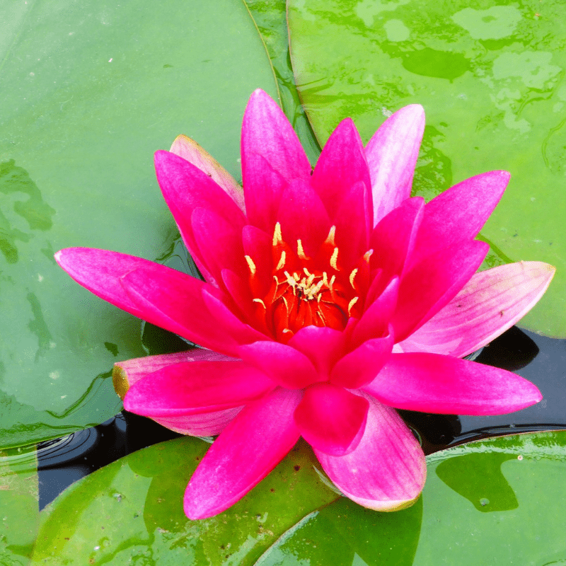 Nymphaea James Brydon Water Lily 3 Ltr