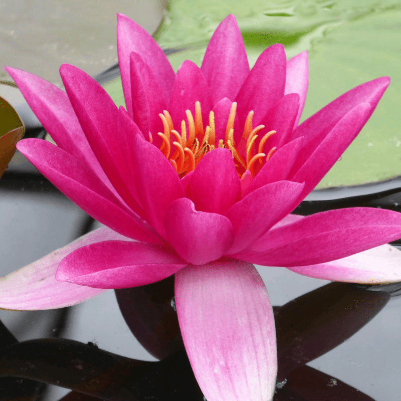 Nymphaea James Brydon Water Lily 3 Ltr