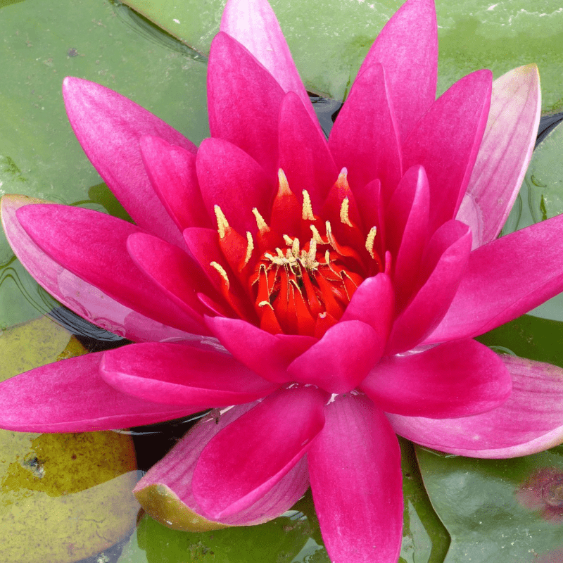 Nymphaea James Brydon Water Lily 3 Ltr