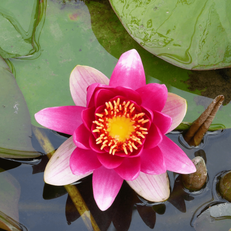 Nymphaea James Brydon Water Lily 3 Ltr