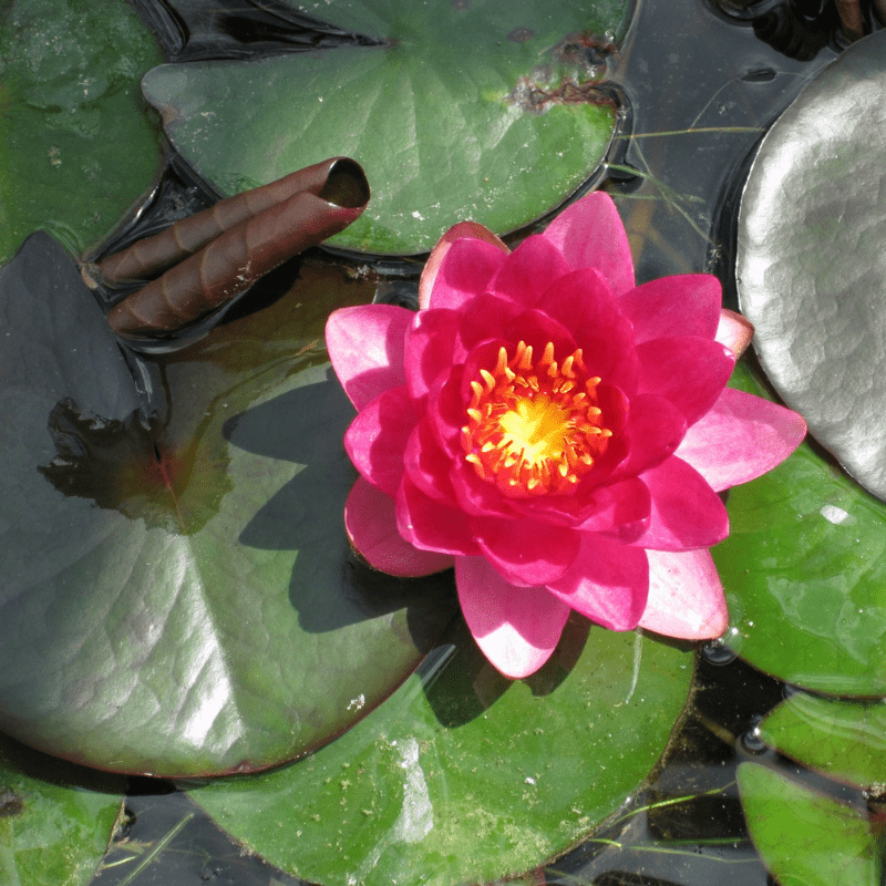 Nymphaea James Brydon Water Lily 3 Ltr