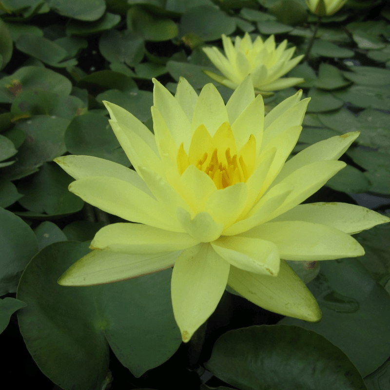 Nymphaea Joey Tomocik Water Lily 3 Ltr