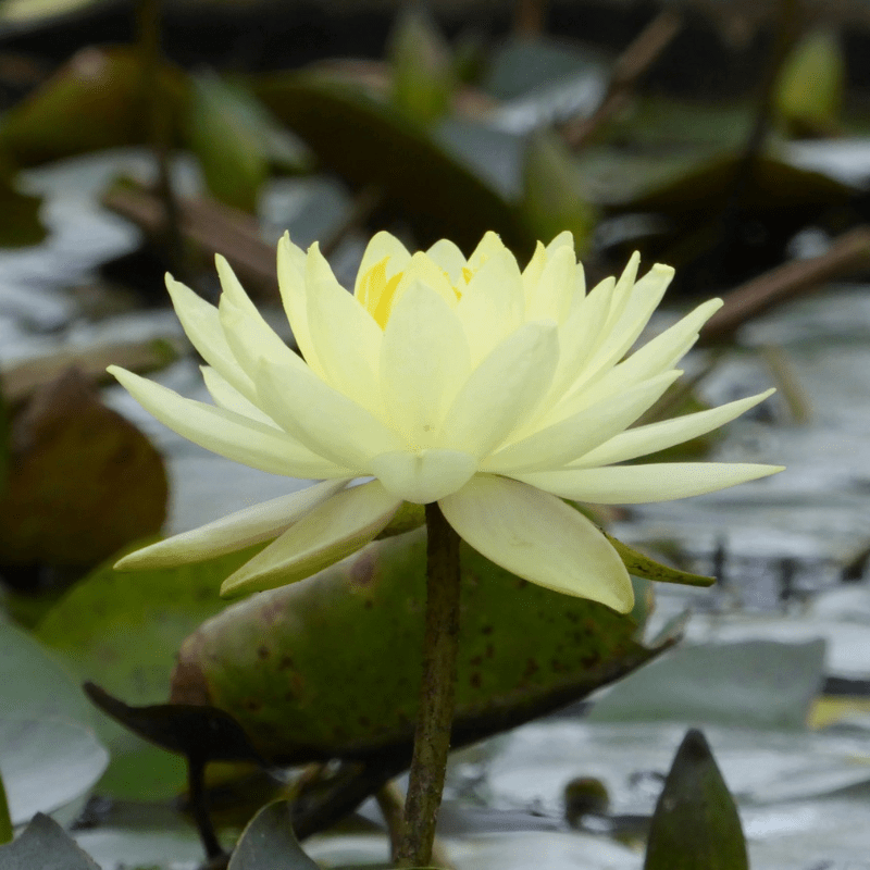 Nymphaea Joey Tomocik Water Lily 3 Ltr