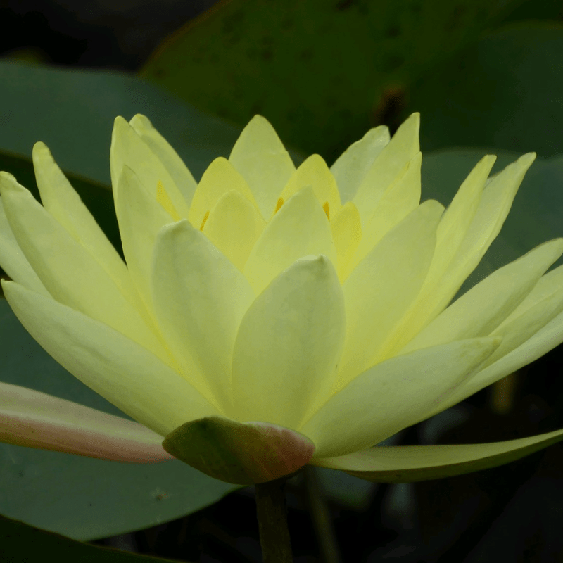 Nymphaea Joey Tomocik Water Lily 3 Ltr