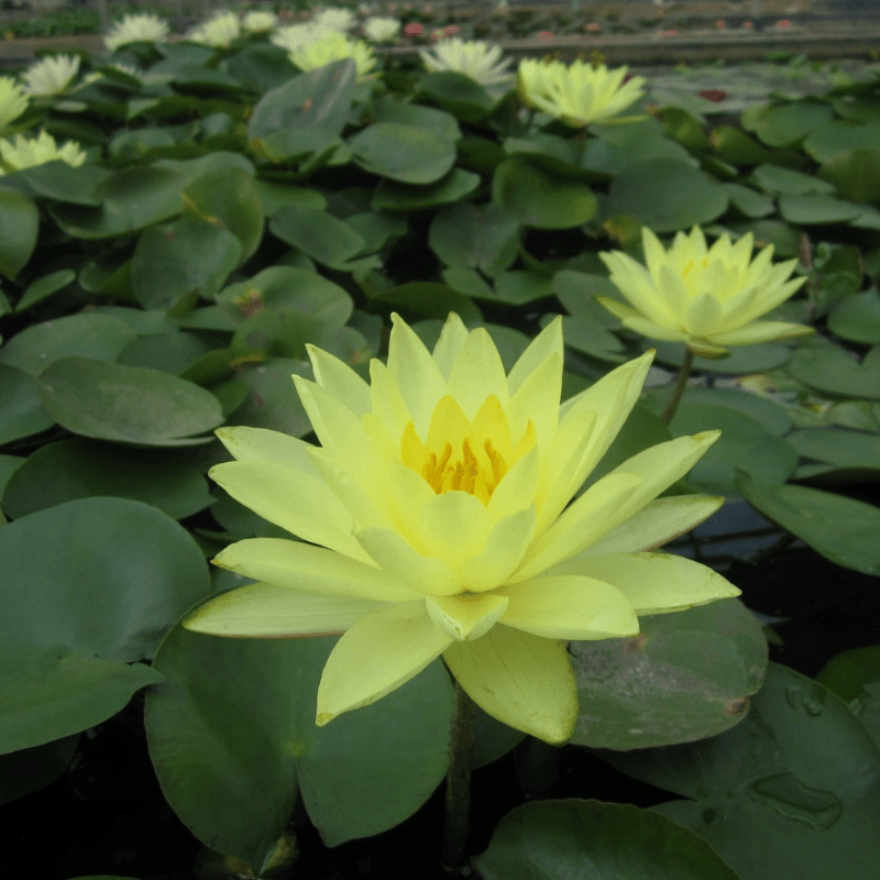 Nymphaea Joey Tomocik Water Lily 3 Ltr