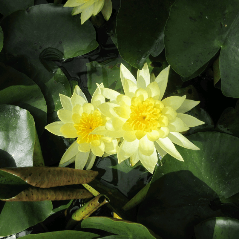 Nymphaea Joey Tomocik Water Lily 3 Ltr