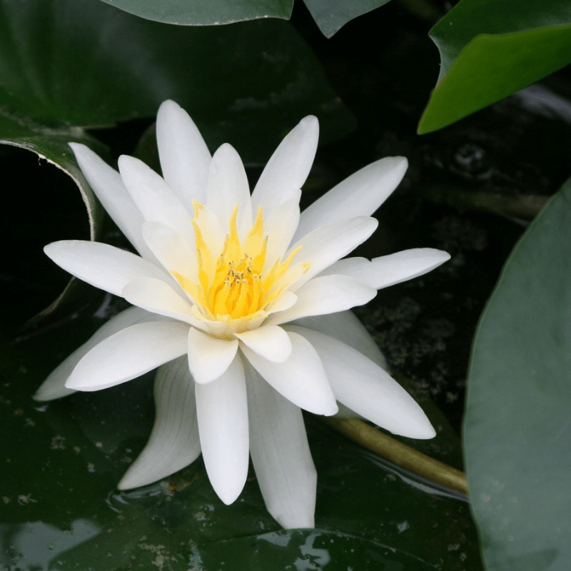 Nymphaea Marliacea Albida Water Lily 3 Ltr