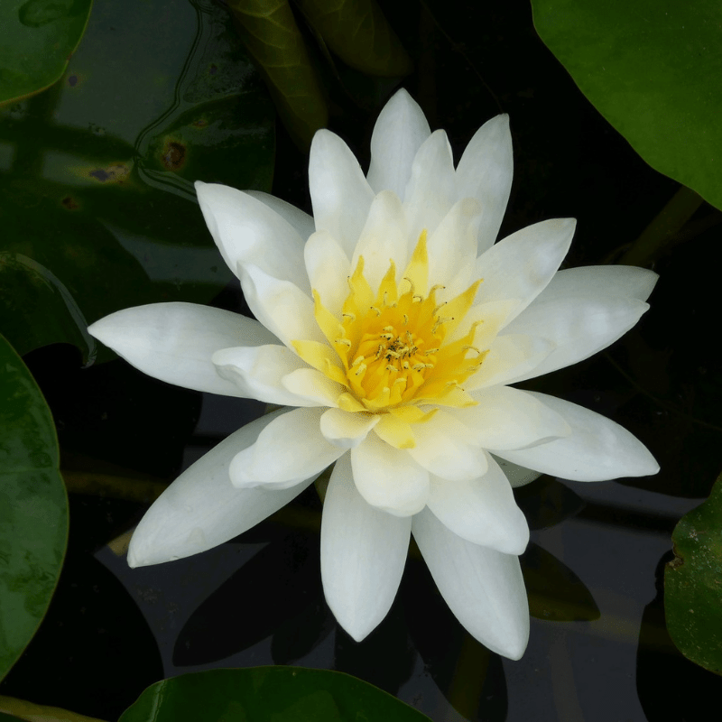 Nymphaea Marliacea Albida Water Lily 3 Ltr