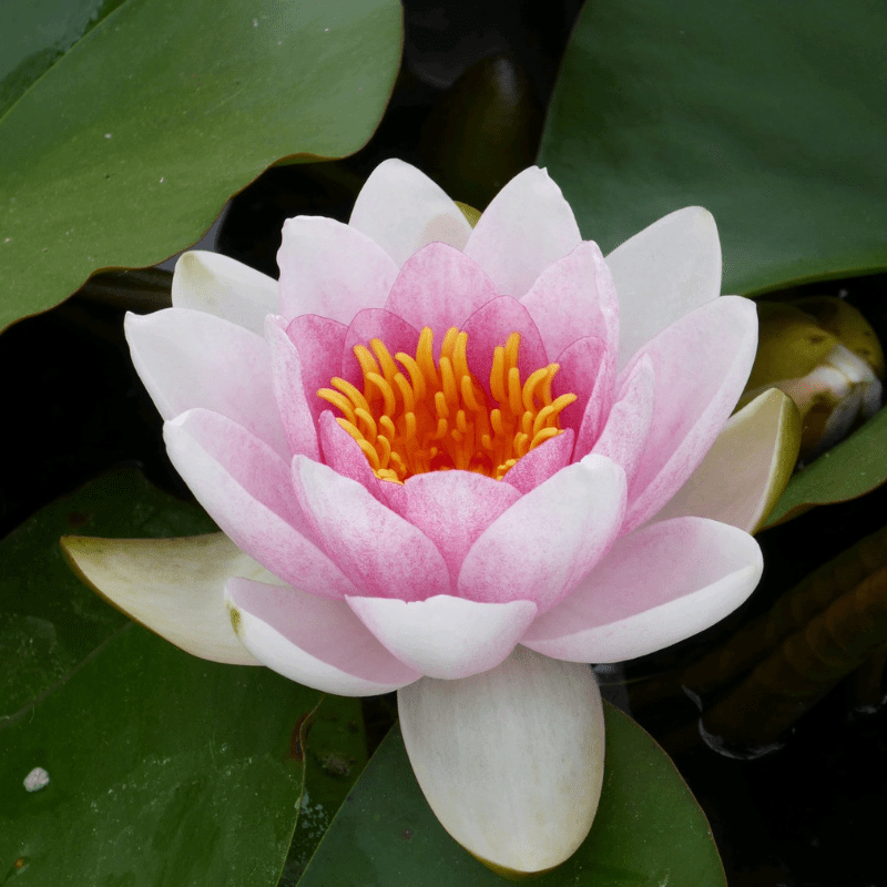 Nymphaea Mrs Richmond Water Lily 3 Ltr