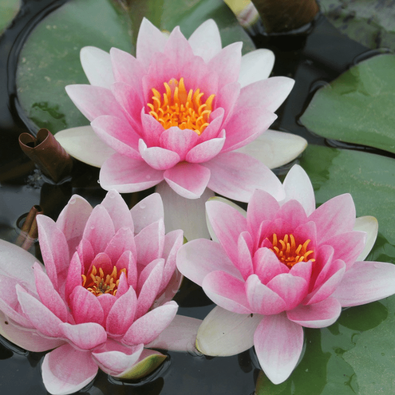 Nymphaea Mrs Richmond Water Lily 3 Ltr