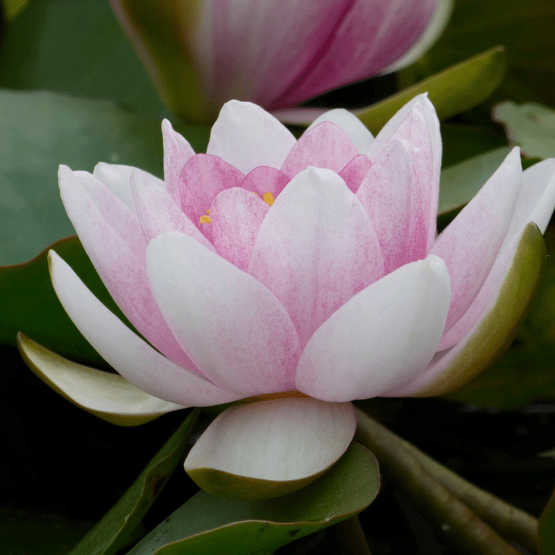 Nymphaea Mrs Richmond Water Lily 3 Ltr