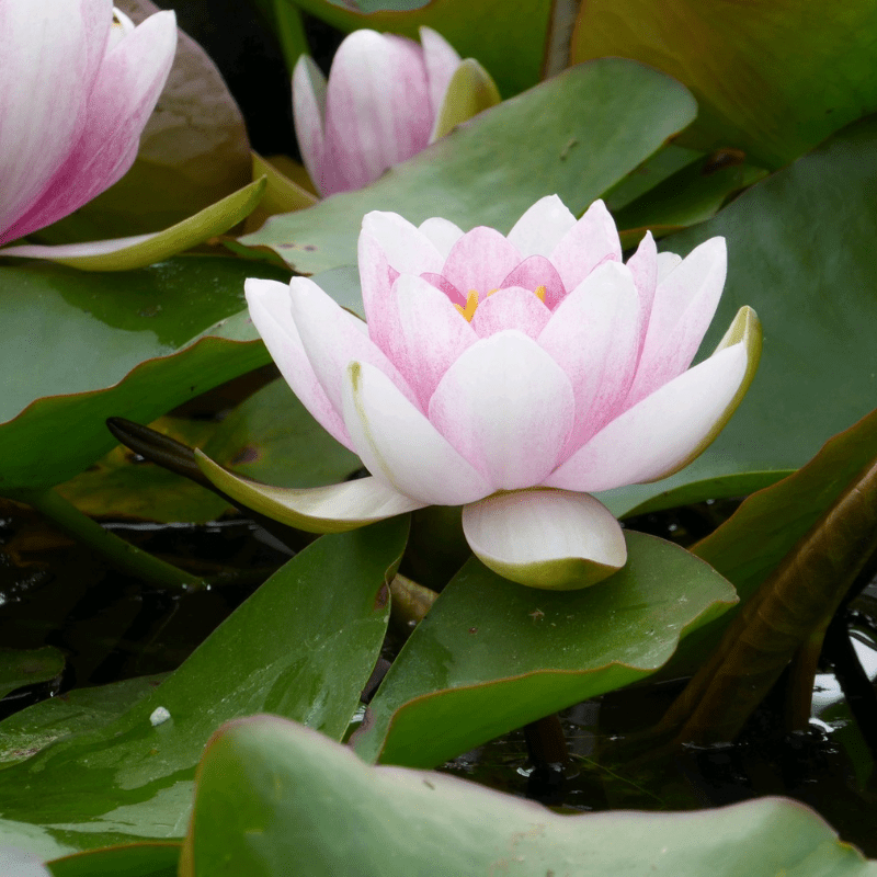 Nymphaea Mrs Richmond Water Lily 3 Ltr