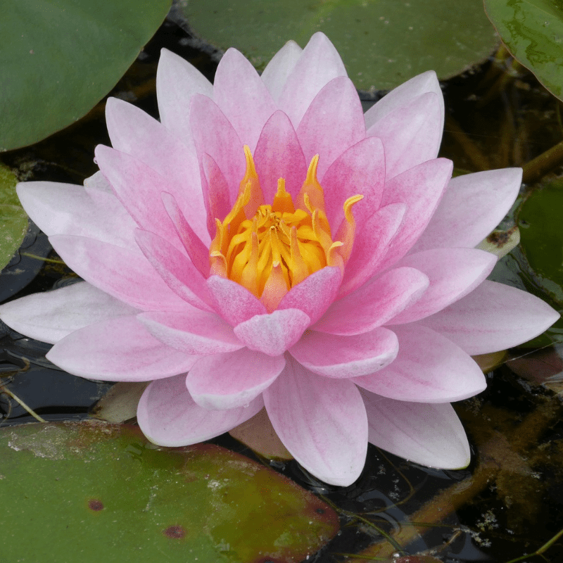 Nymphaea Mrs Richmond Water Lily 3 Ltr