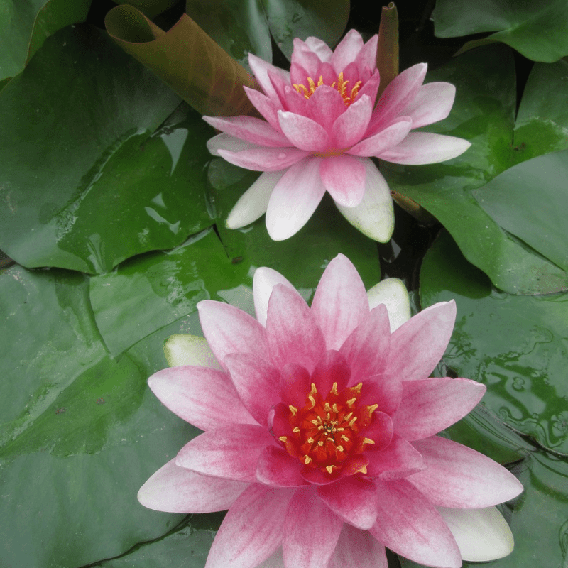 Nymphaea Mrs Richmond Water Lily 3 Ltr