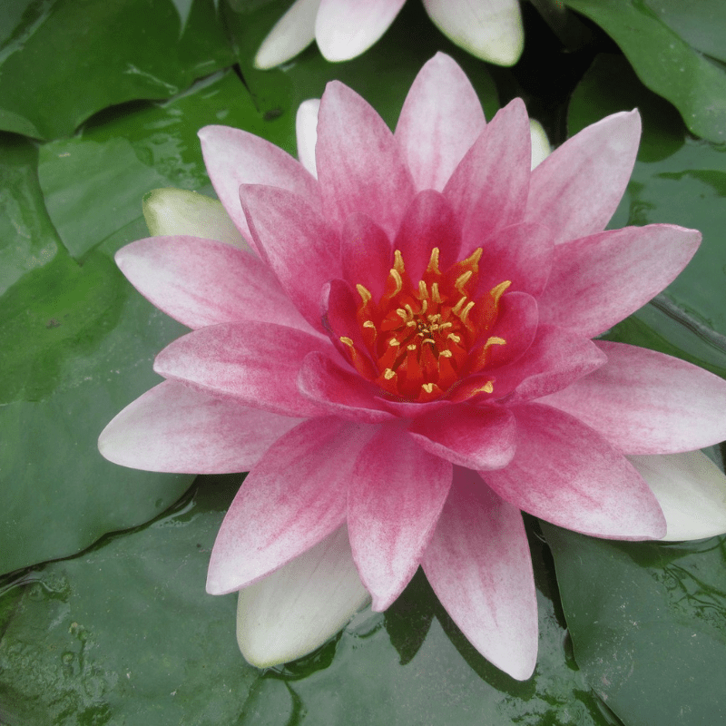 Nymphaea Mrs Richmond Water Lily 3 Ltr