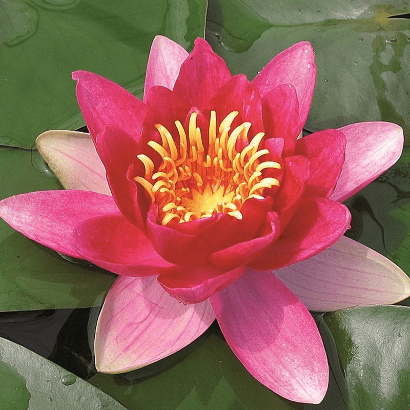 Nymphaea Vesuve Water Lily 3 Ltr