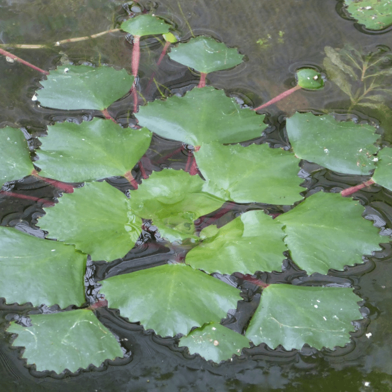 Trapa Natans Water Chestnut