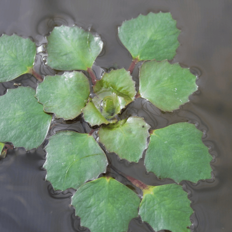 Trapa Natans Water Chestnut