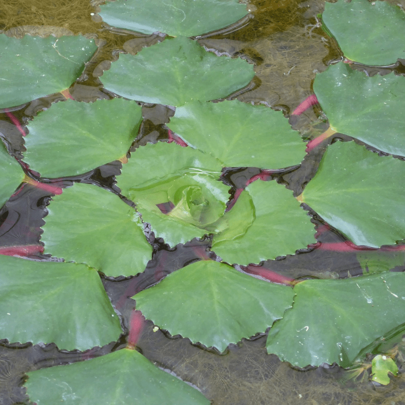 Trapa Natans Water Chestnut