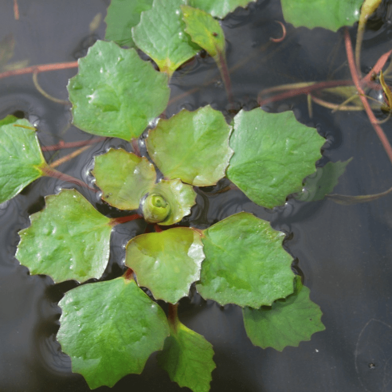 Trapa Natans Water Chestnut