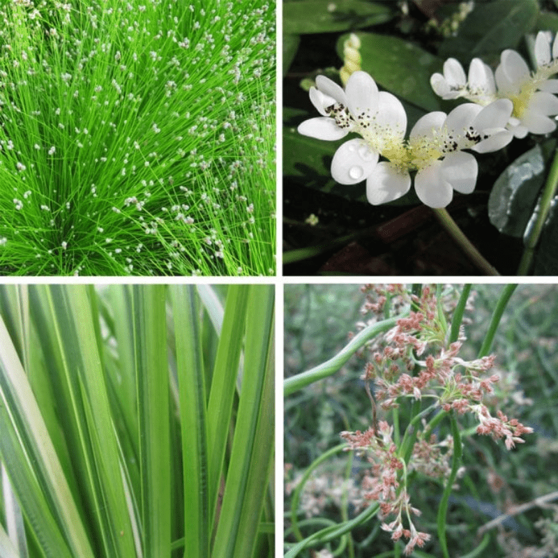 Winter Pond Plant Collection Bundle