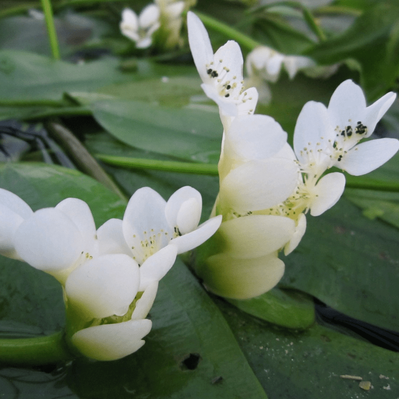 Winter Pond Plant Collection Bundle