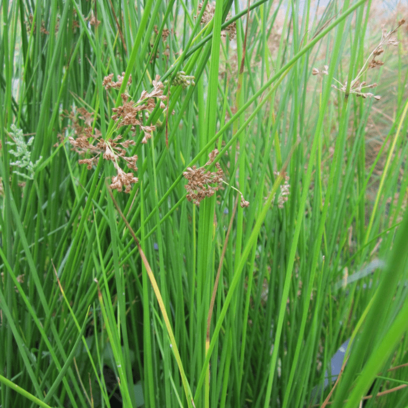 Winter Pond Plant Collection Bundle