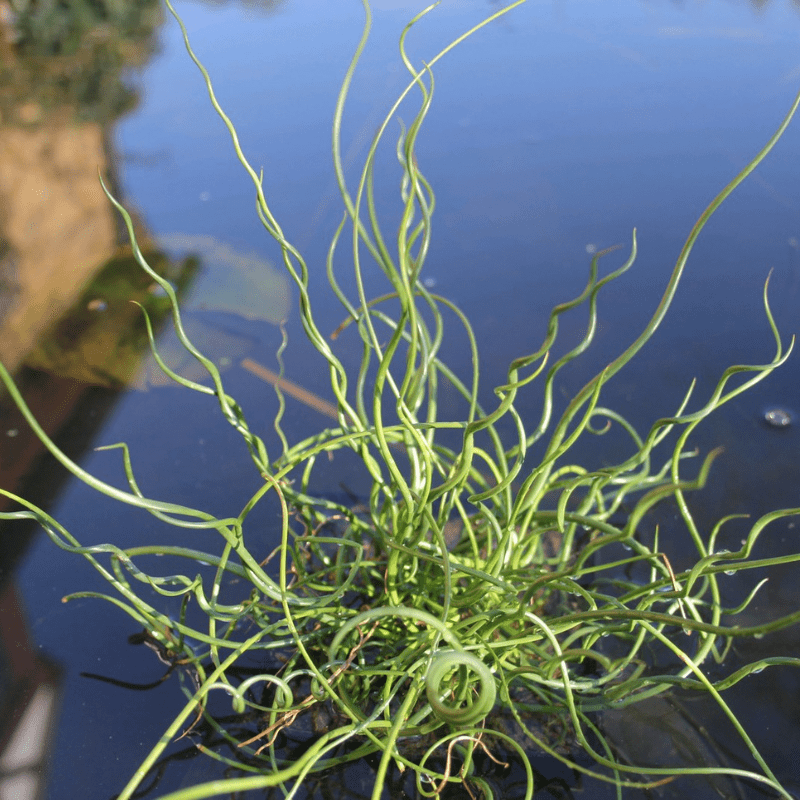 Juncus Effusus Spiralis Corkscrew Rush 1Ltr Pond Plant - Real Aquatics