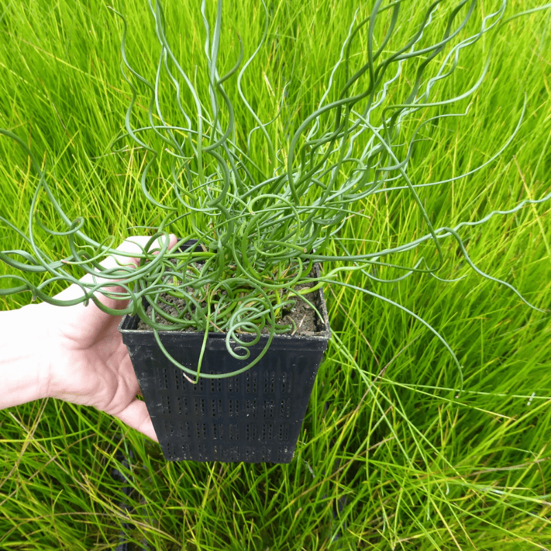 Juncus Effusus Spiralis Corkscrew Rush 1Ltr Pond Plant - Real Aquatics