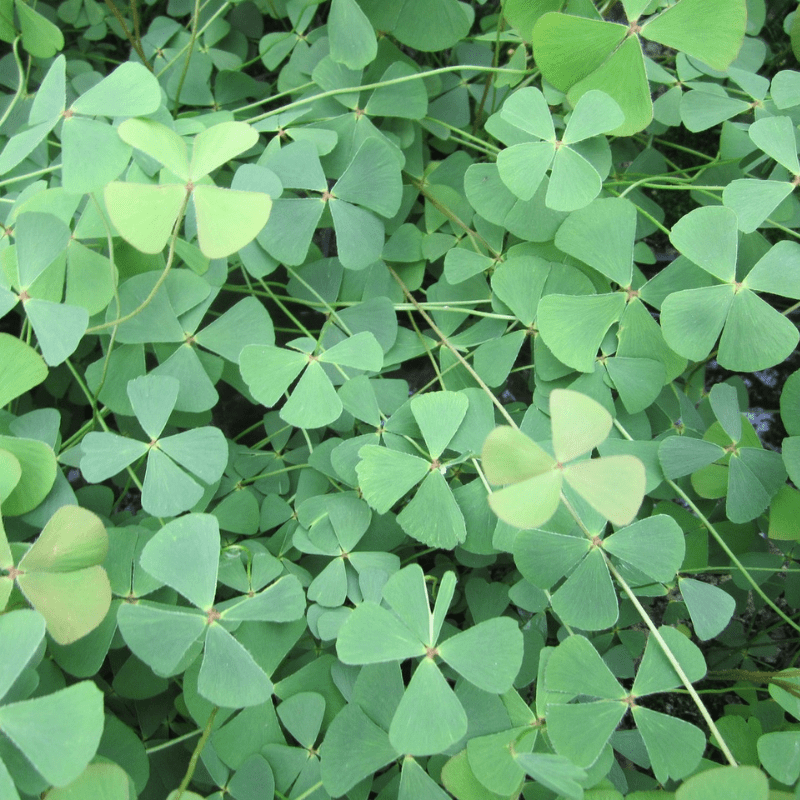 Marsilea Quadrifolia Water Shamrock 1 Ltr