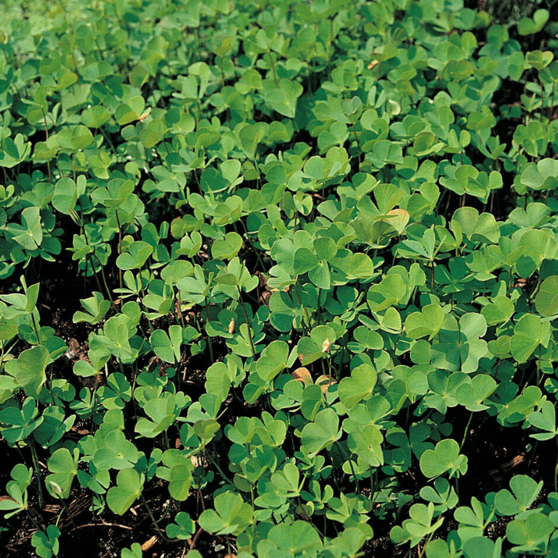 Marsilea Quadrifolia Water Shamrock 1 Ltr