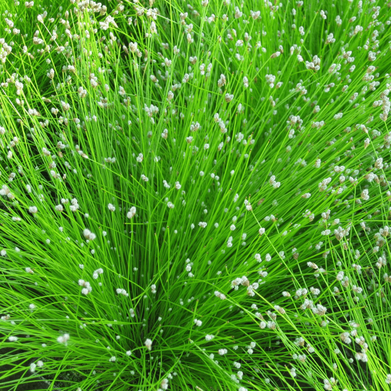 Scirpus Cernuus Fibre Optic 1Ltr Pond Plant - Real Aquatics