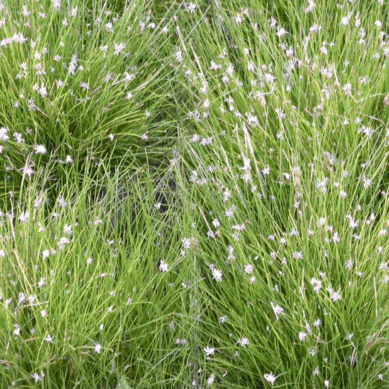 Eleocharis Acicularis Dwarf Hairgrass 1 Ltr