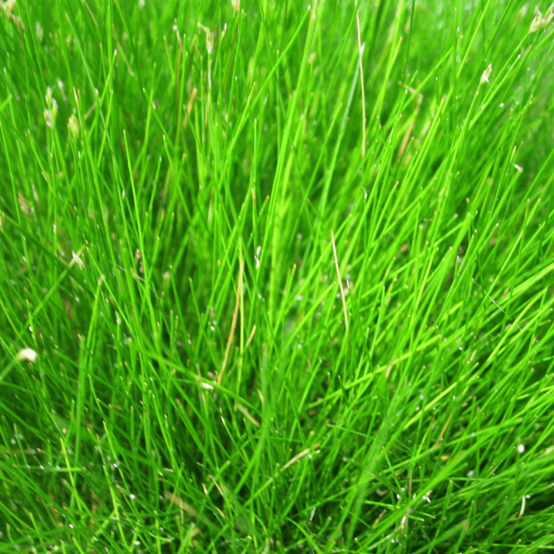 Eleocharis Acicularis Dwarf Hairgrass 1 Ltr