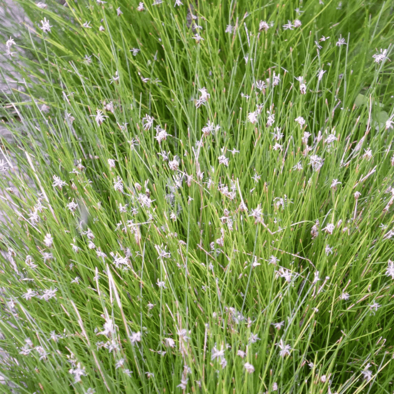 Eleocharis Acicularis Dwarf Hairgrass 1 Ltr