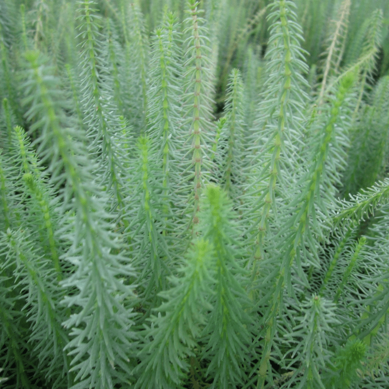 Hippuris Vulgaris Mares Tail 1 Ltr