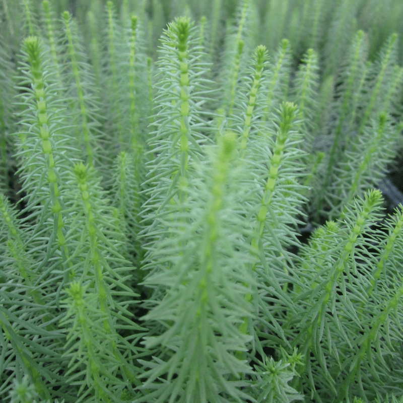 Hippuris Vulgaris Mares Tail 1 Ltr