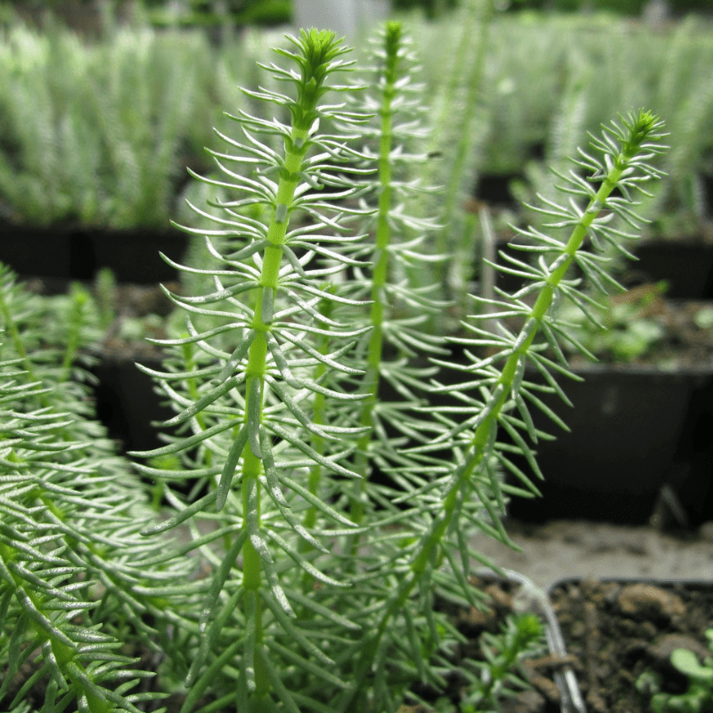 Hippuris Vulgaris Mares Tail 1 Ltr